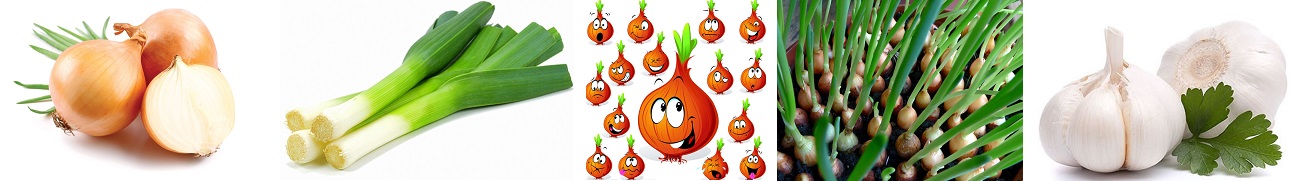 фото луковые овощи